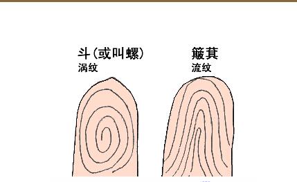 指纹算命图解