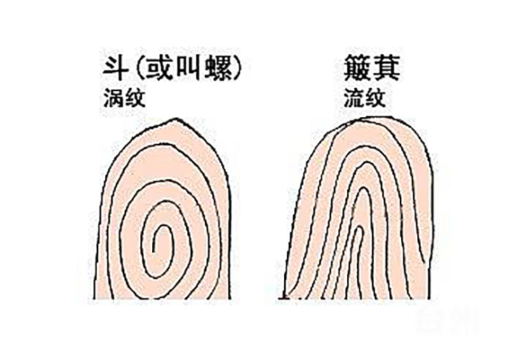 手指纹斗和簸箕图解图片